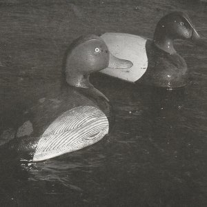 Barber Bobtails - Reiger BEST.jpg