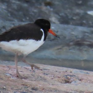 HK - Oystercatcher.JPG