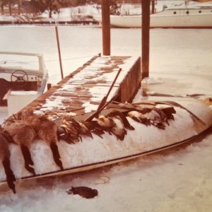 15 sm DeQ - Geese and Ducks on Scooter.jpg