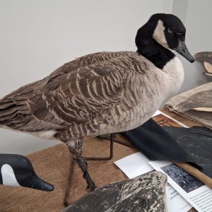 sm 7 Stuffer, McCormick, Johnson.jpg