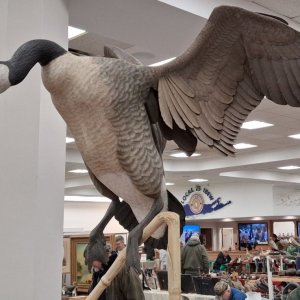 sm 14 Arnister Landing Goose BETTER.jpg