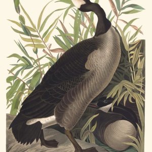 Audubon - Canada.jpeg