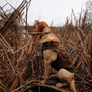 Dude and the Ducker.jpg