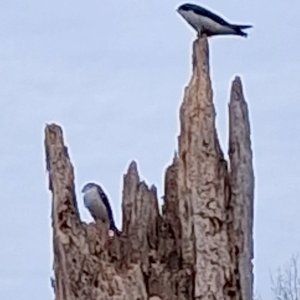 sm West Pond - 30 March 2026 - Tree Swallows.jpg