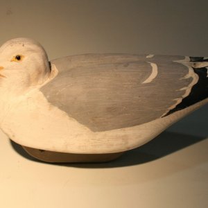 Herring Gull 1981 - small.jpg