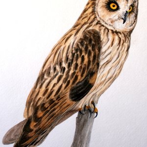 A33 sm 1 - Short-eared Owl - Painting.JPG