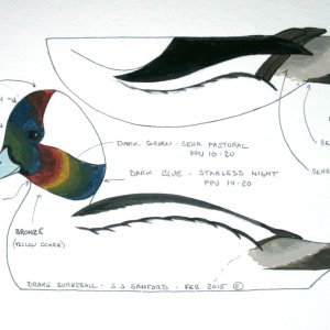 sm Bufflehead Drake - BEHR PAINTS.jpg