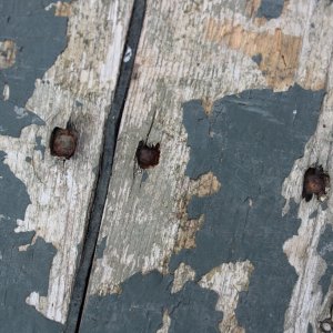 sm BBSB 14 Iron nails in deck.JPG