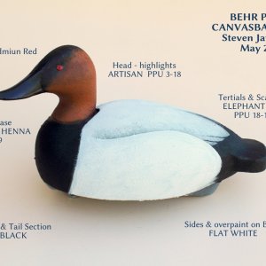 sm Canvasback Drake -BEHR PAINTS.JPG