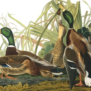 1a Audubon plate-221-mallard-duck.jpg