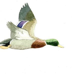 1c sm Mallard - lone drake - winter 2011 - watercolor.jpg
