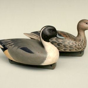 4 sm Pintail Pair - Gunners.jpg