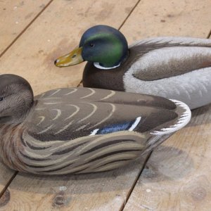 10 sm Chesapeake - Foster Mallards - first pair done.JPG