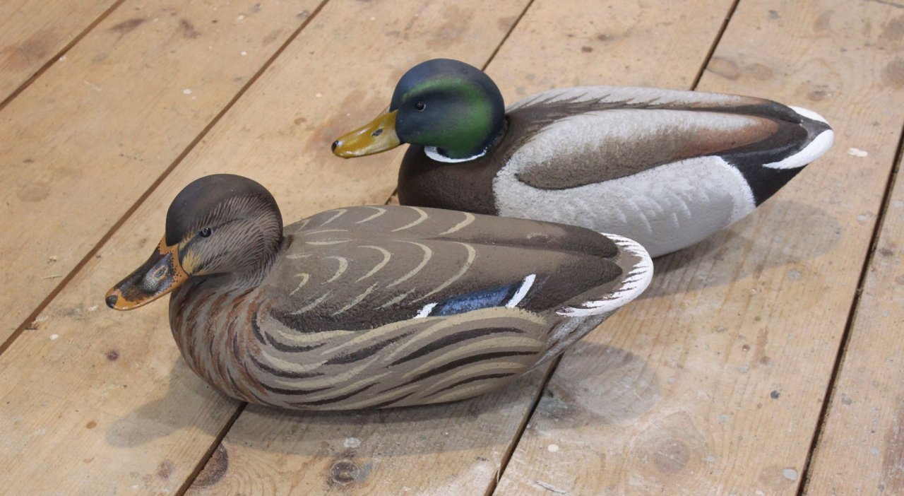 10 sm Chesapeake - Foster Mallards - first pair done.JPG