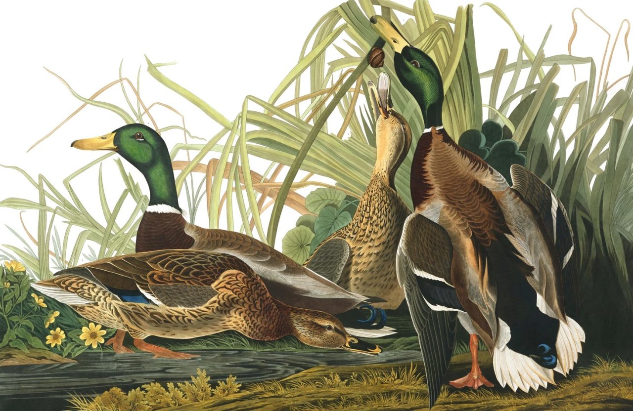1a Audubon plate-221-mallard-duck.jpg