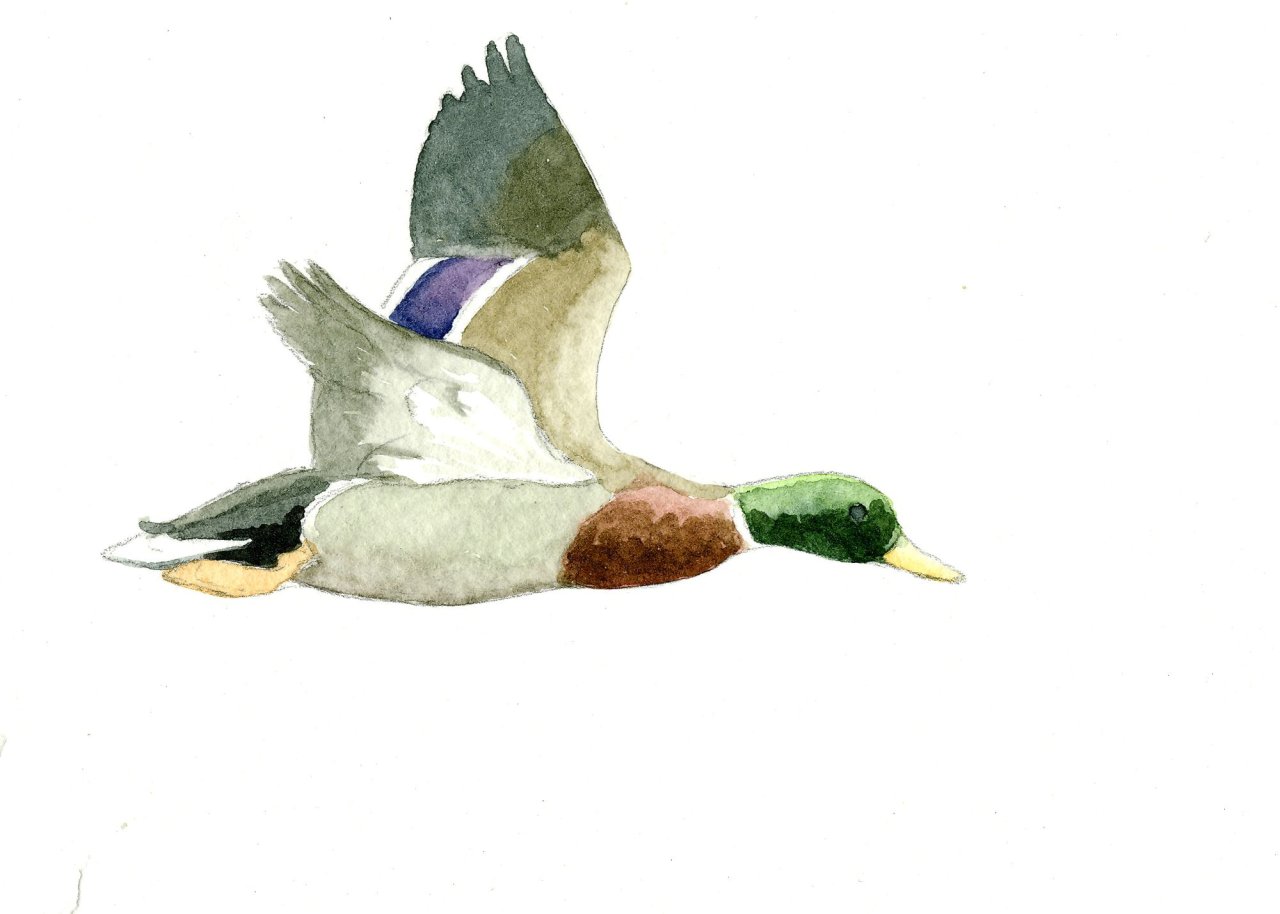 1c sm Mallard - lone drake - winter 2011 - watercolor.jpg