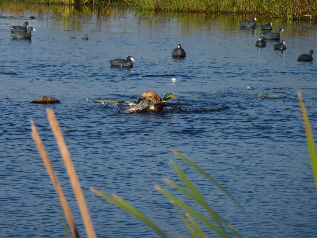 2012-2013hunting019-1a.jpg