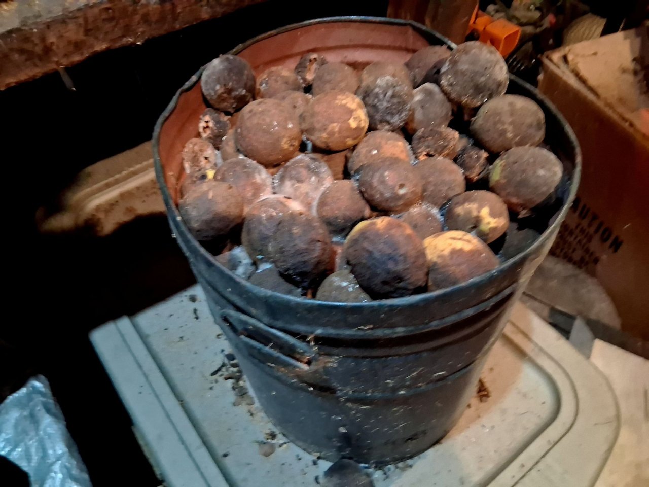 3 sm Walnuts in bucket 1.jpg