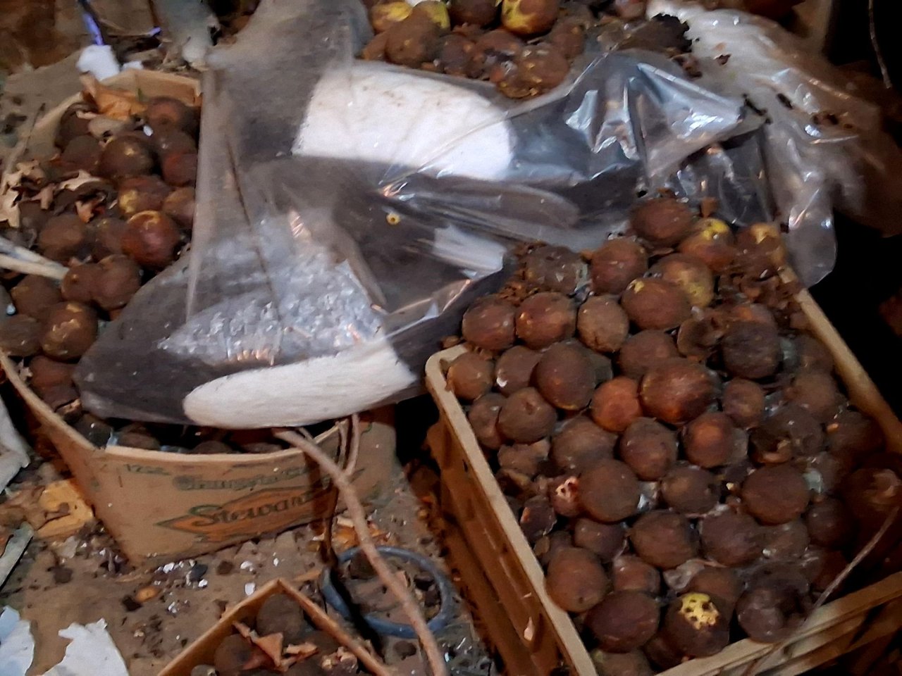 4 sm Walnuts and decoys 1.jpg