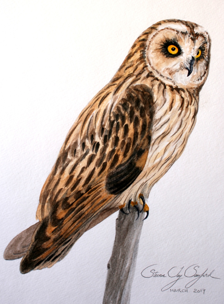 A33 sm 1 - Short-eared Owl - Painting.JPG