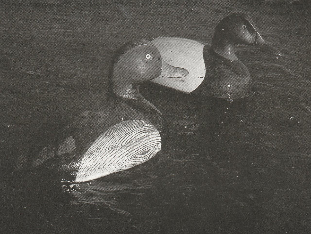 Barber Bobtails - Reiger BEST.jpg