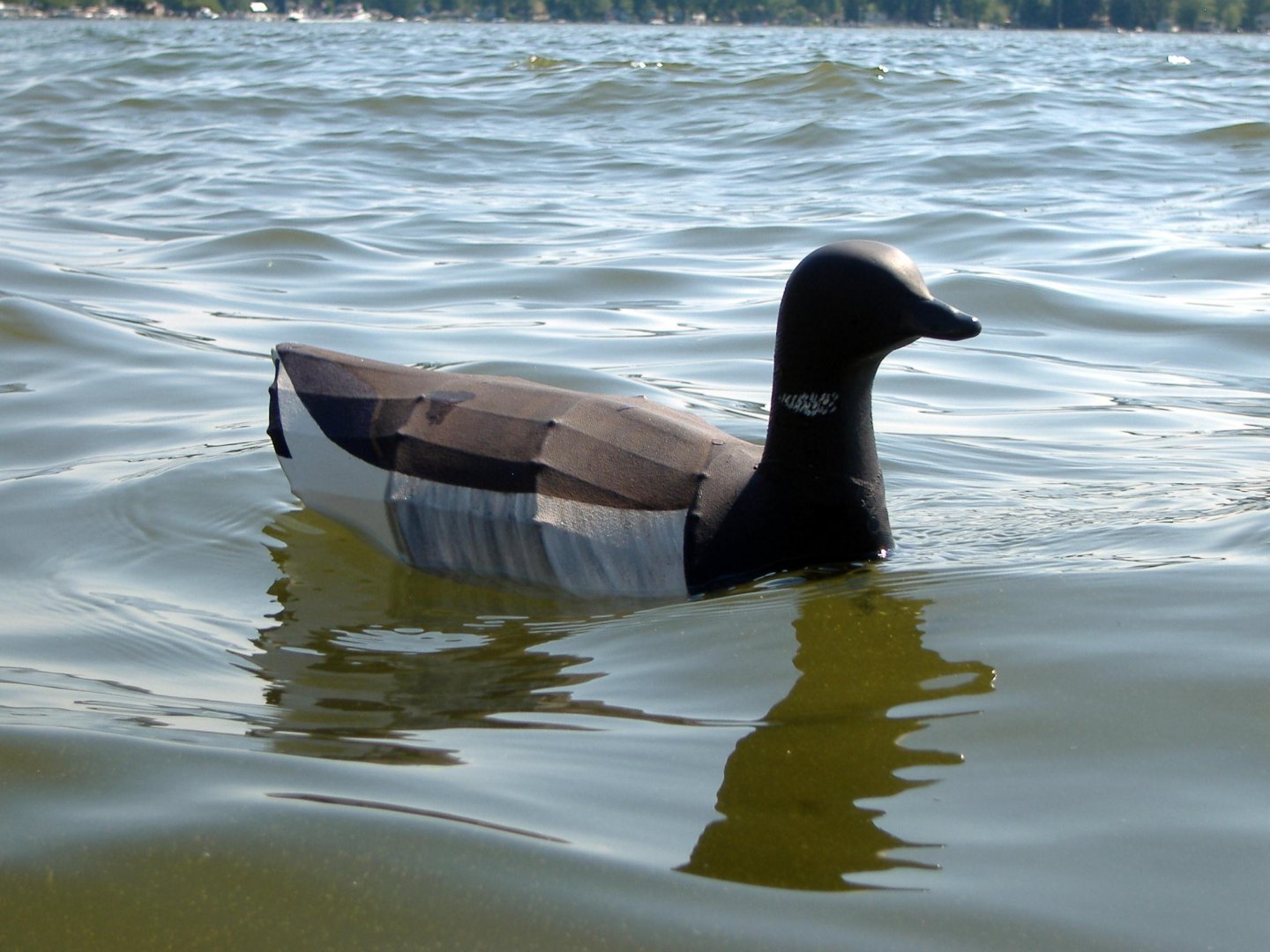 Brant in water side view.jpg | Duckboats