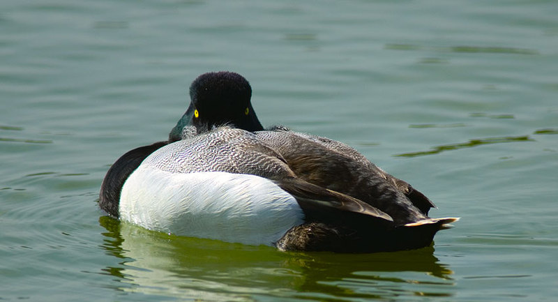 Broadbill sleeper.jpg