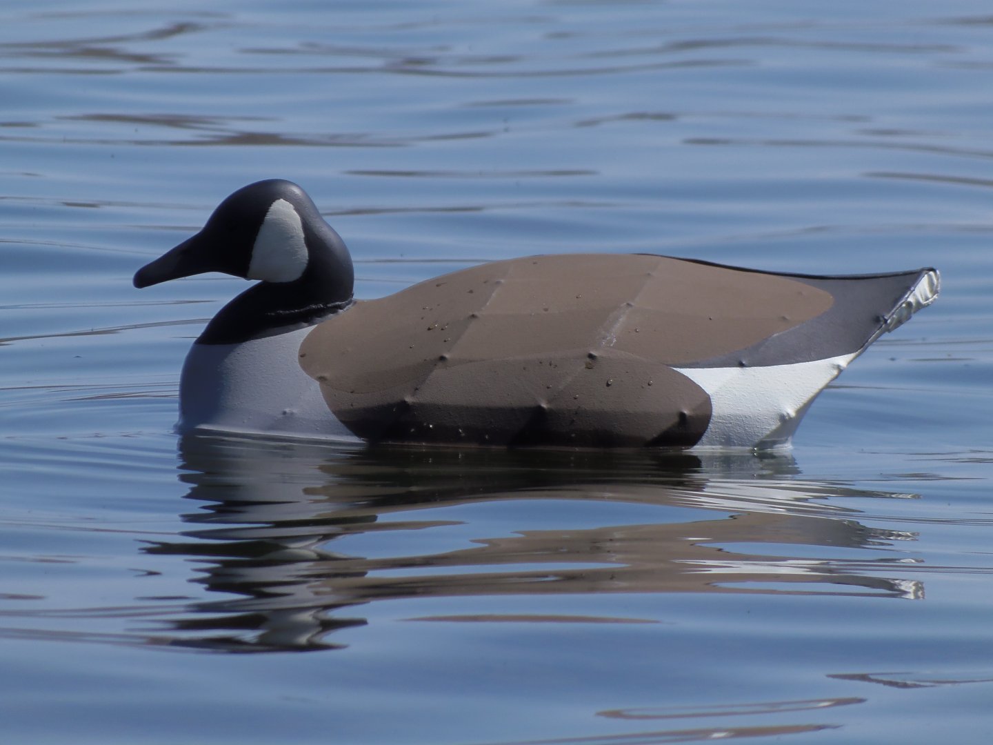 Canada Goose in water.JPG