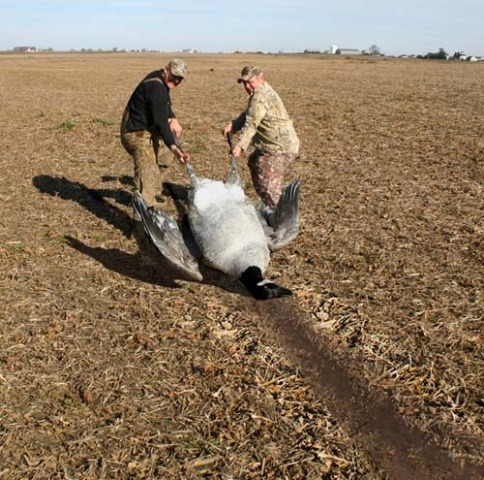 CanadaGoose-Monster.jpg