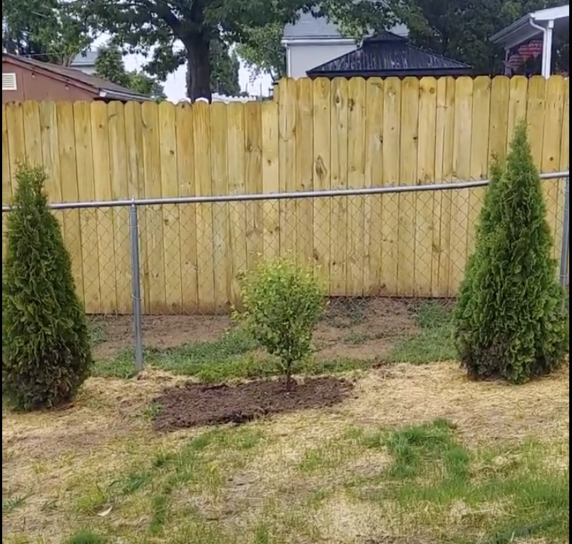 Cherry Tree.png