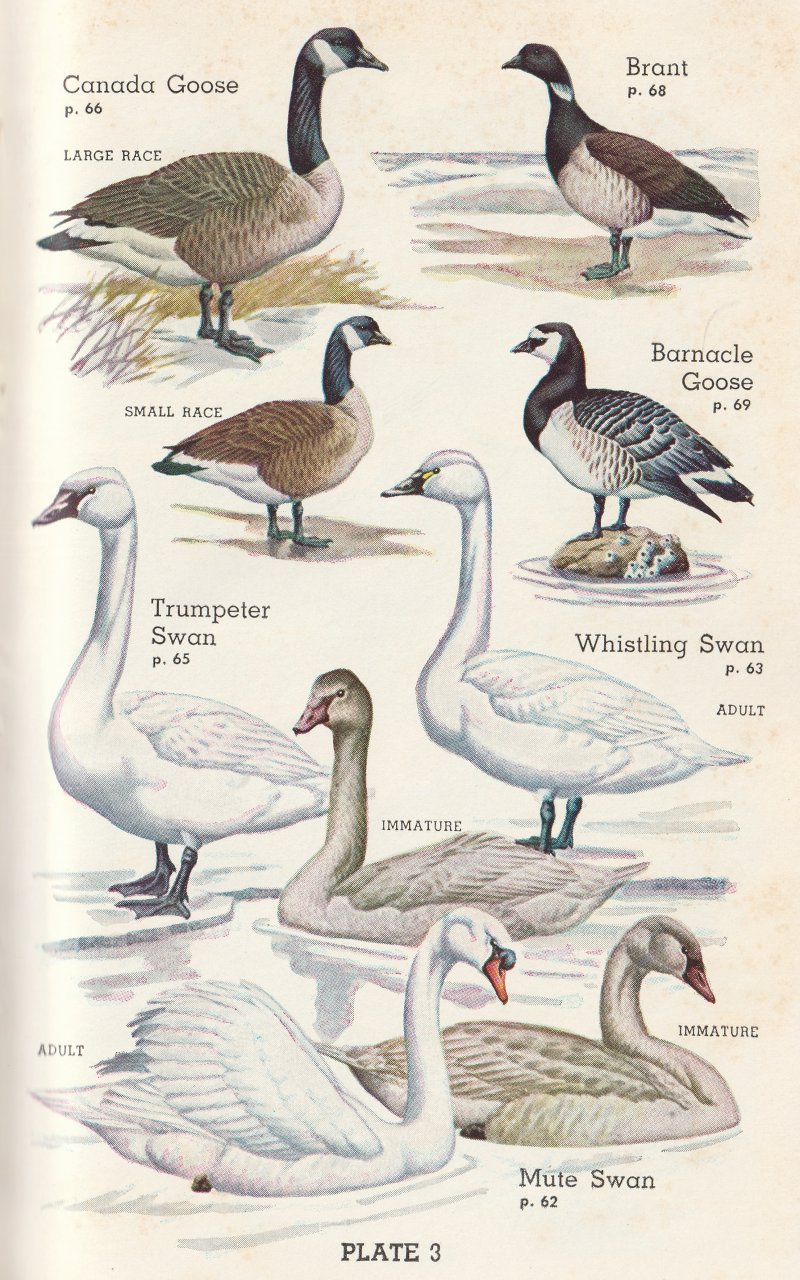 Don Eckleberry Geese and Swans - Plate 3.jpg