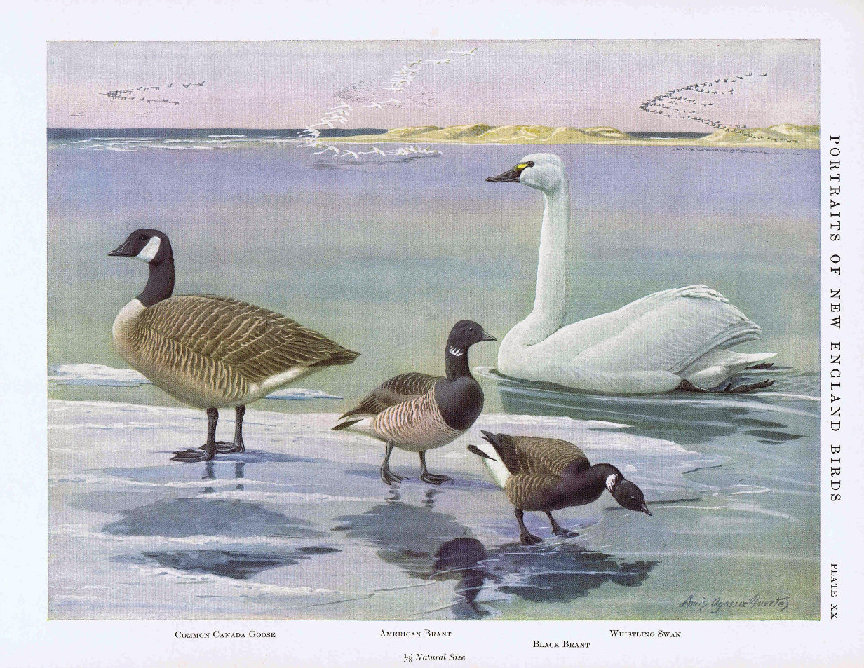 Fuertes - 4 geese CROPPED.jpg