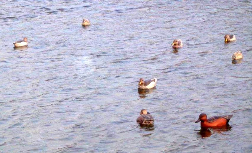 George Williams - Cinnamon and Yellowbills in Argentina.jpg
