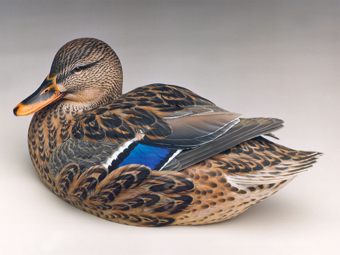 Godin - MALLARD HEN.jpg