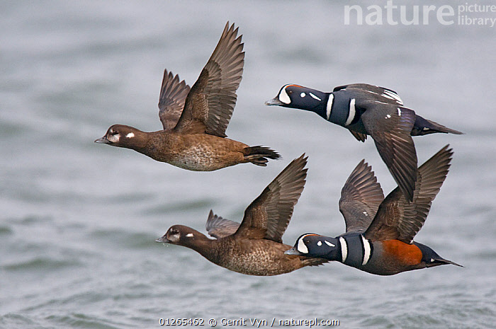 Harlequin Hen in flight.jpg