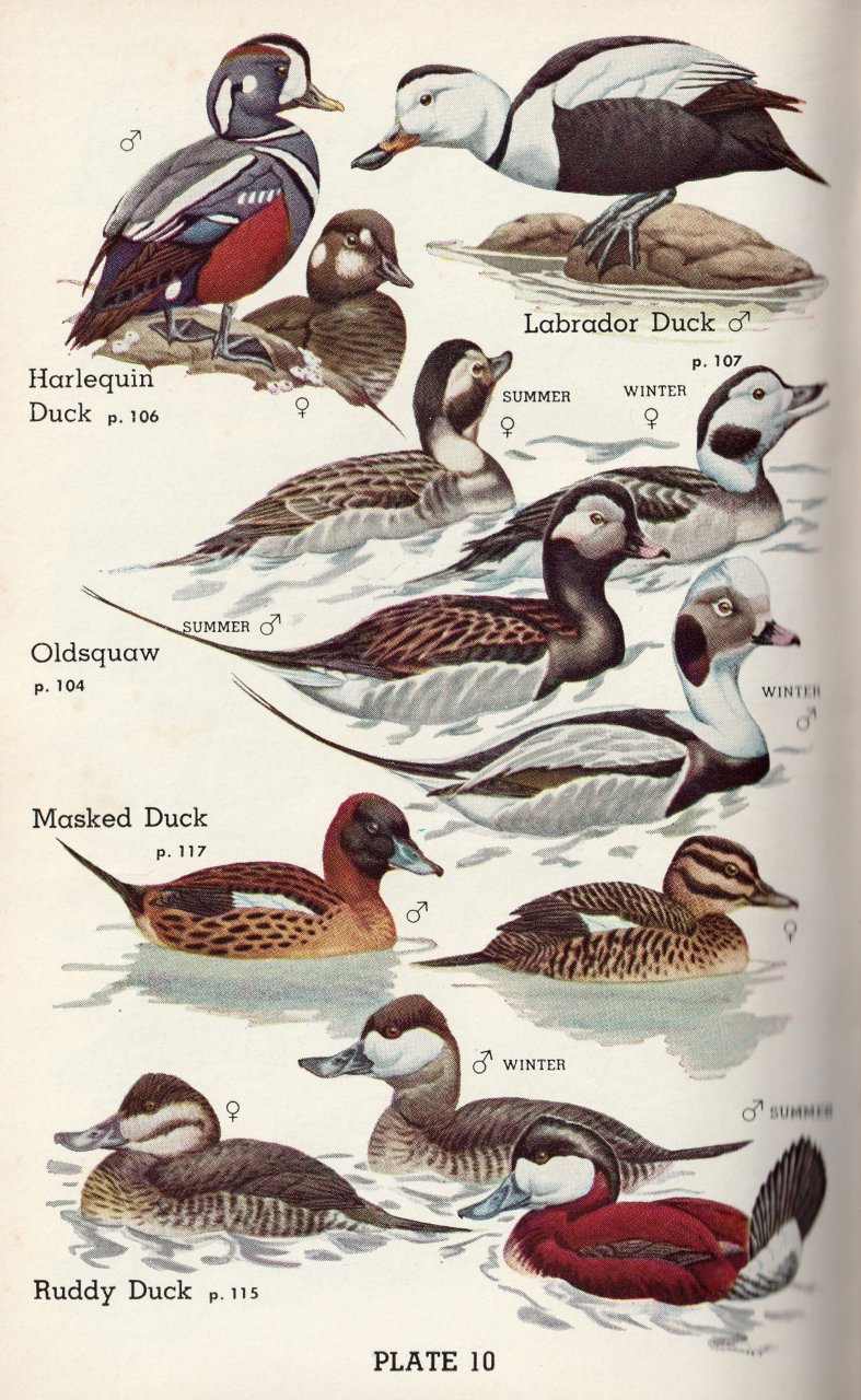 Harlequin - Plate 10 sm.jpg