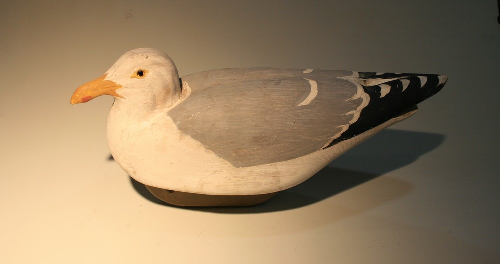Herring Gull 1981 - small.jpg