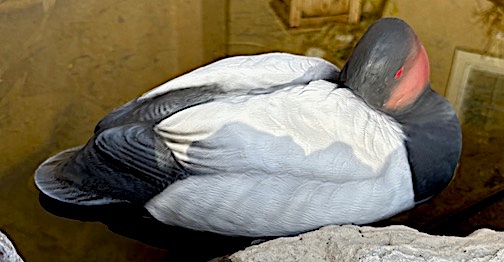 IMG_5244.jpg