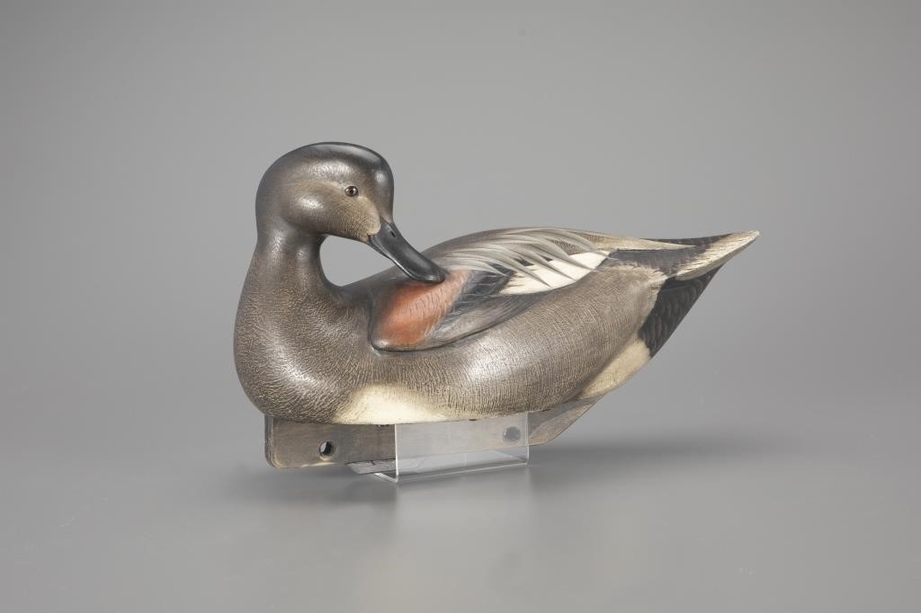 JimSGadwall.jpg