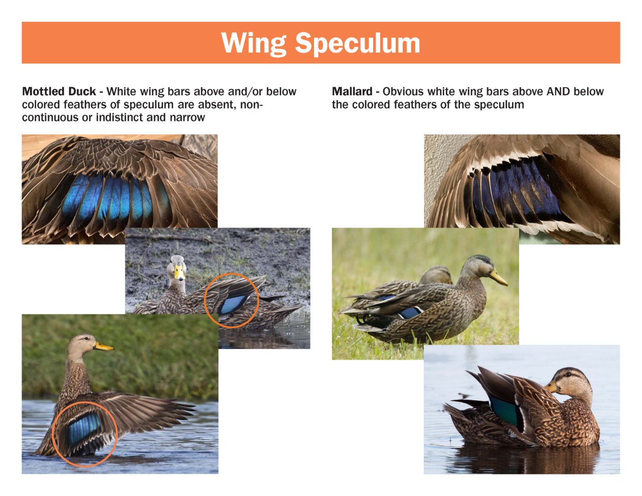mottled-mallard-hybrid-field-guide.pdf_Page_2.jpg