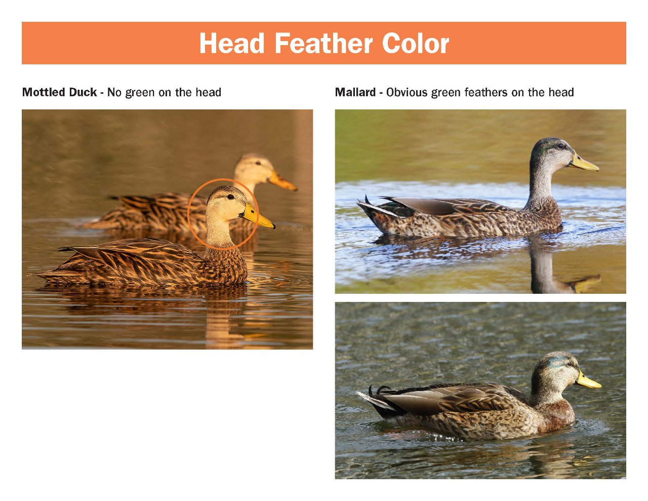 mottled-mallard-hybrid-field-guide.pdf_Page_3.jpg