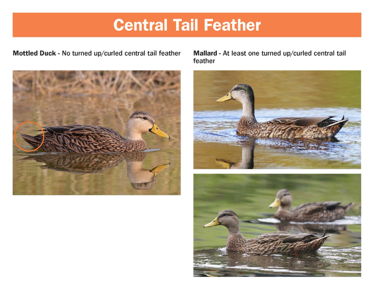 mottled-mallard-hybrid-field-guide.pdf_Page_4.jpg