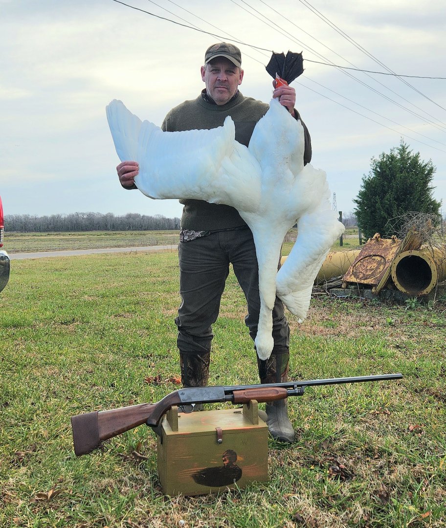 NC Tundra Swan