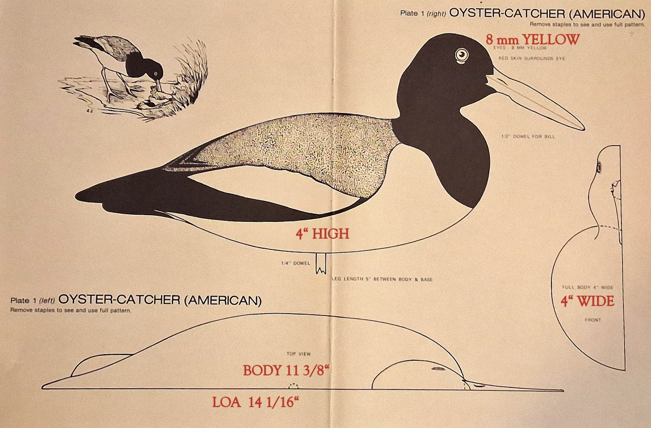 Oystercatcher FULL with TEXT.jpg