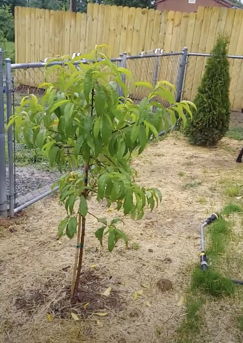 Peach Tree.png