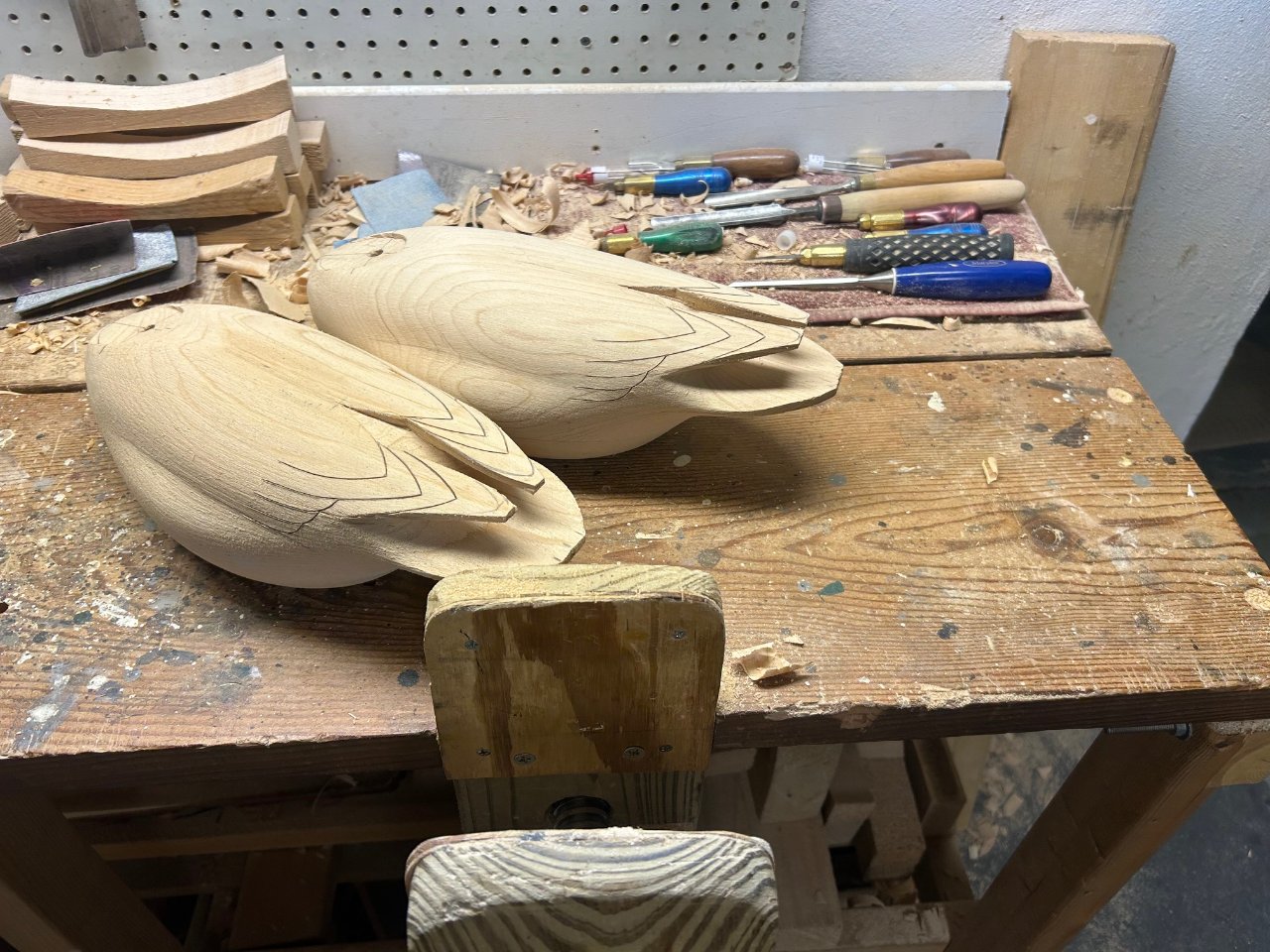 Pintail 1.jpg