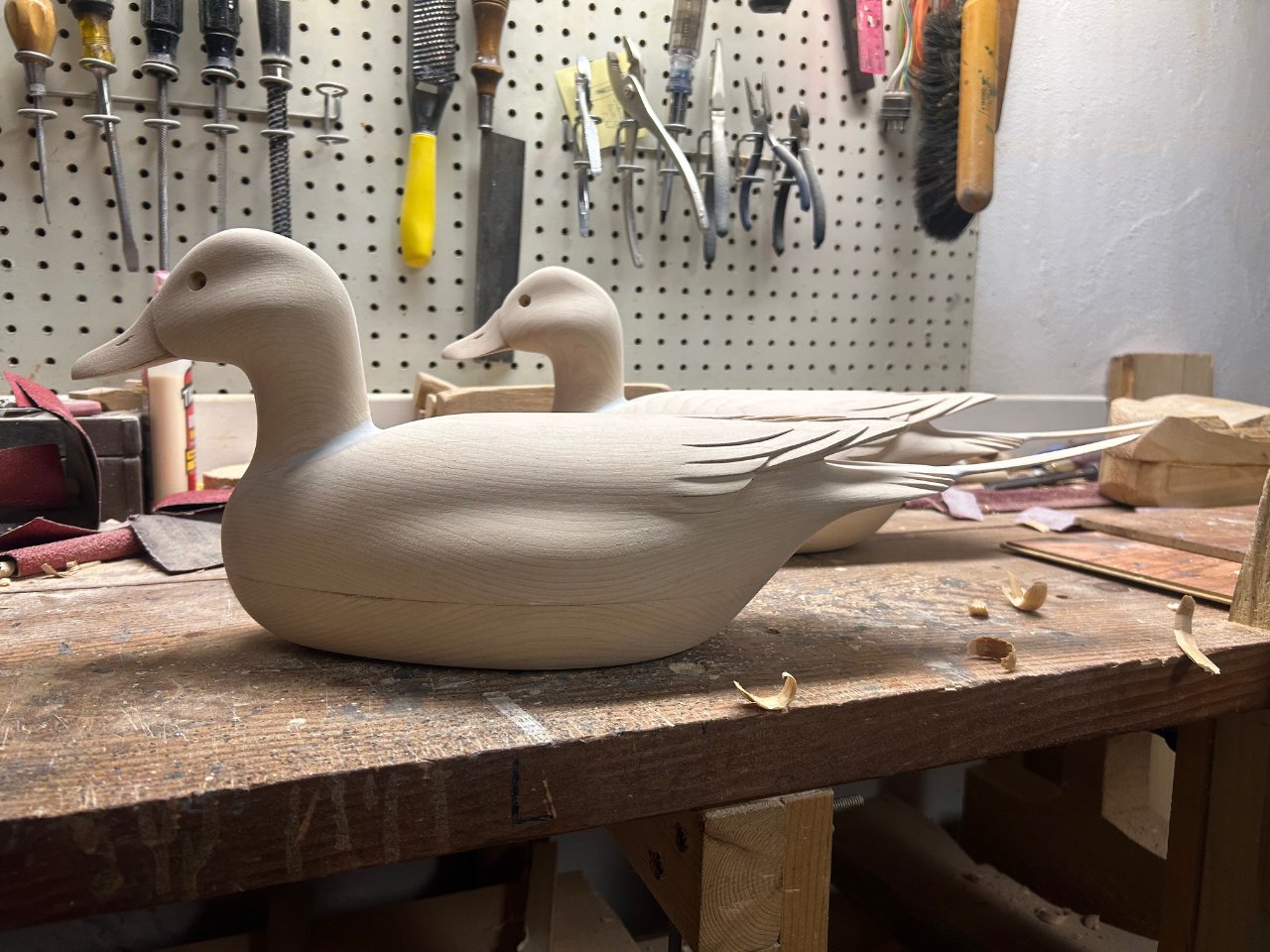 Pintail 5.jpg