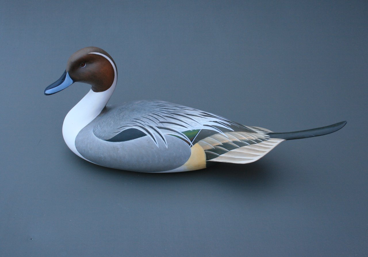 Pintail 7.jpg