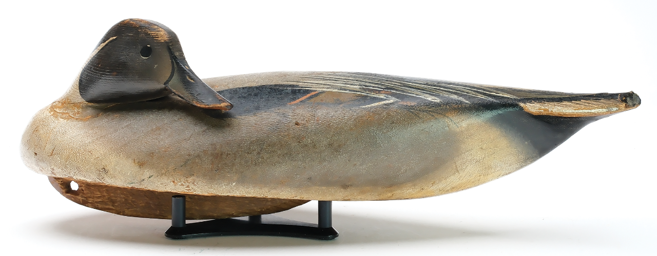Pintail.png