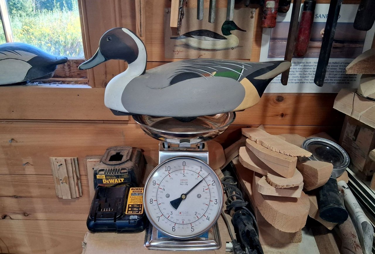Sanford Pintail on scale - BEST.jpg
